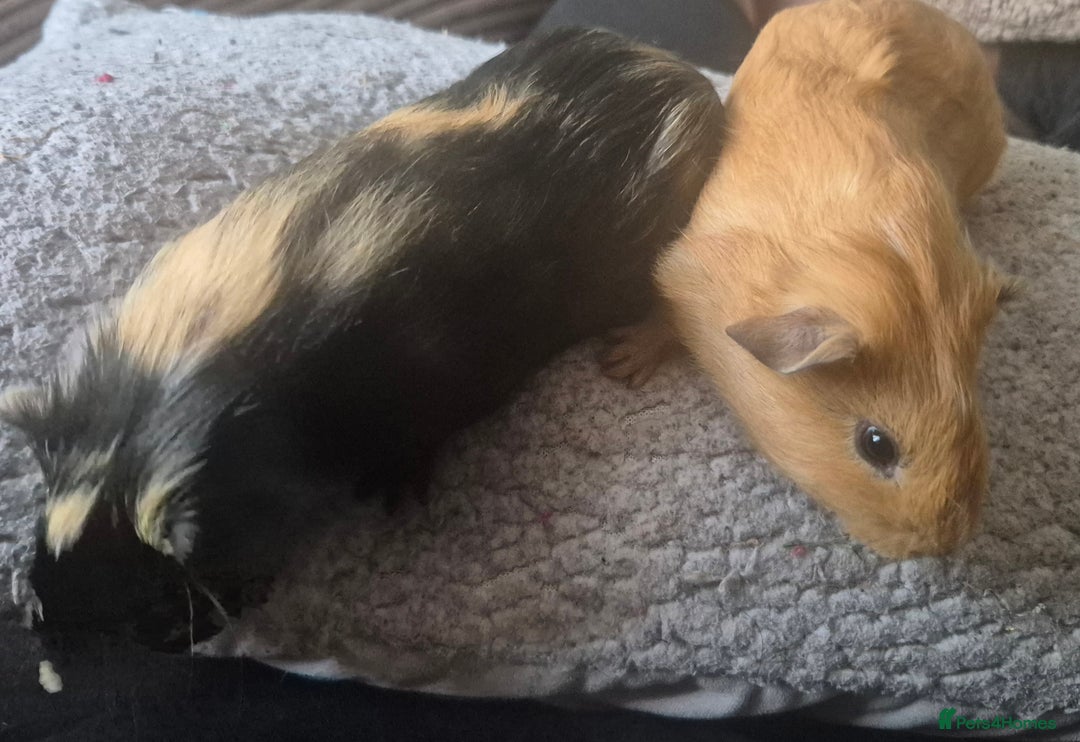 Guinea Pig rodents for sale: Guinea pigs - Image 4