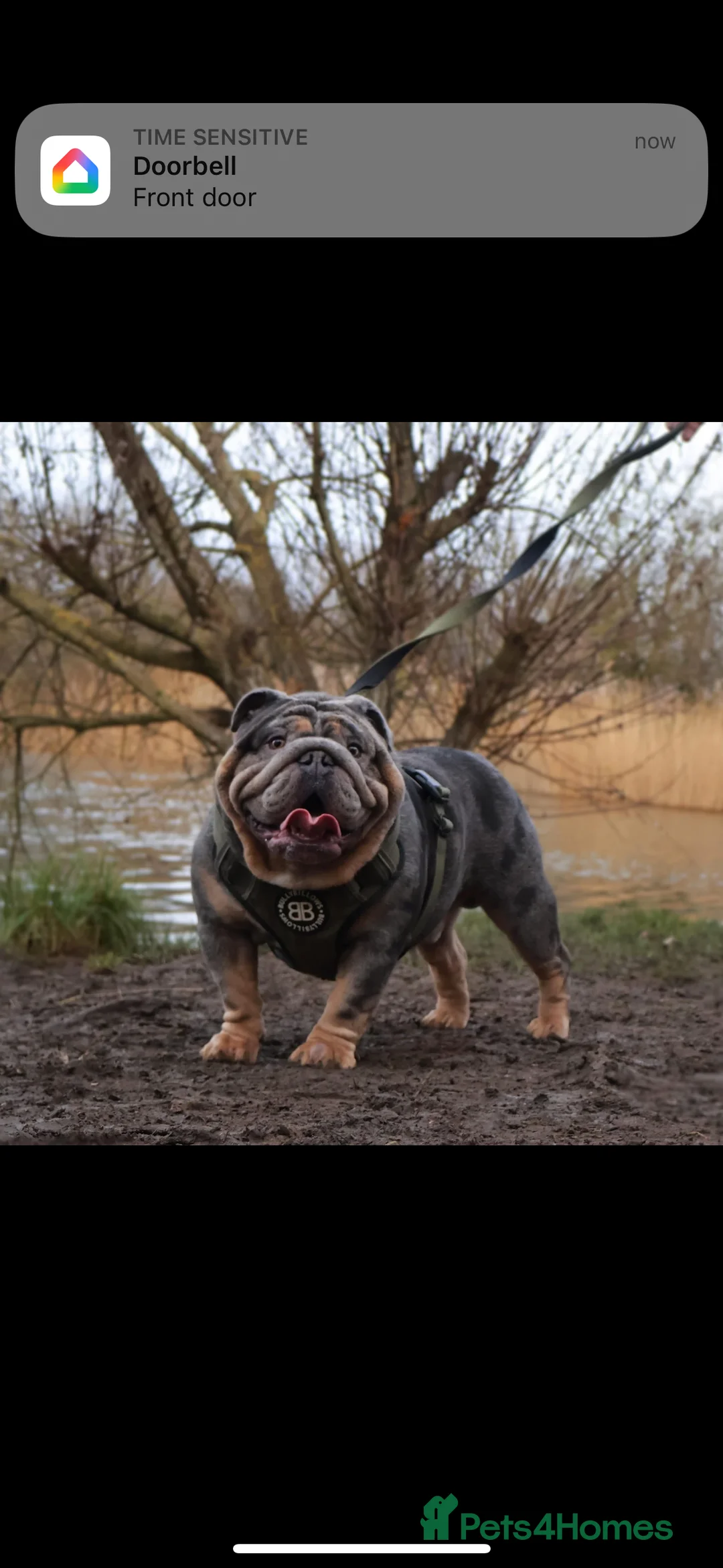 English Bulldog dogs for sale: English bulldogs puppies  - Advert 11