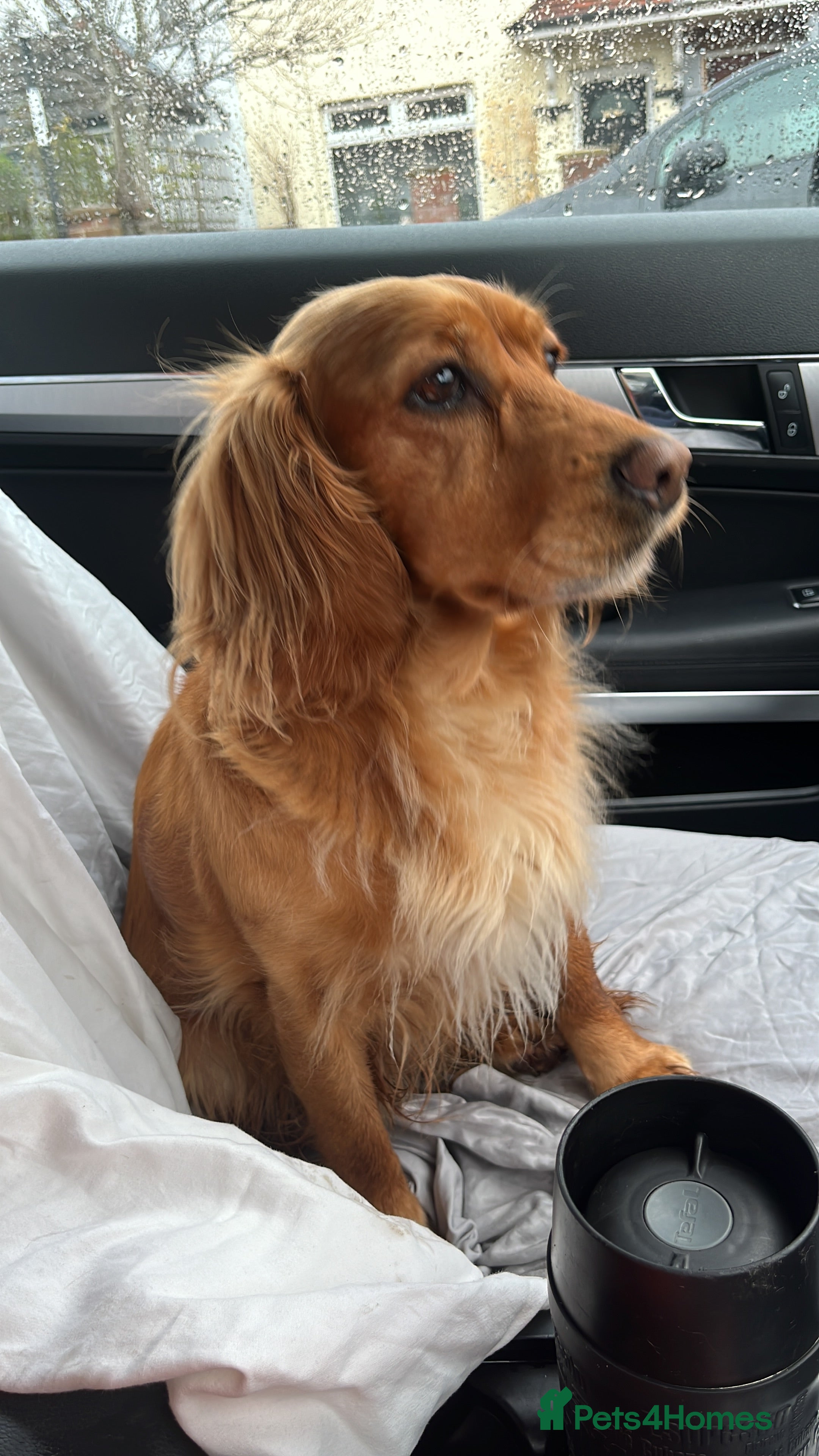 Mixed Breed dogs Cockerjacks - Advert 1