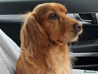 Mixed Breed dogs Cockerjacks - Advert 1