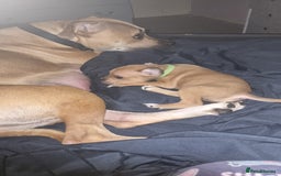 American Bull Staffy dogs for sale: American staffie puppies - Advert 24