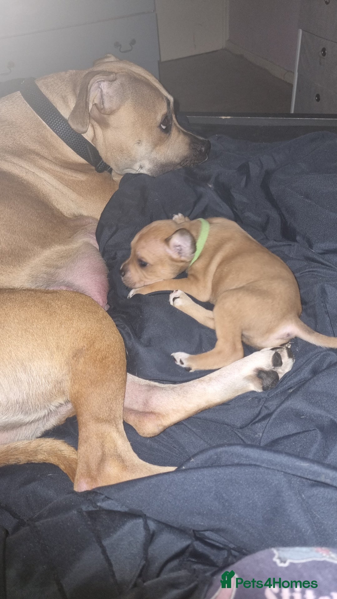 American Bull Staffy dogs for sale: American staffie puppies - Advert 24