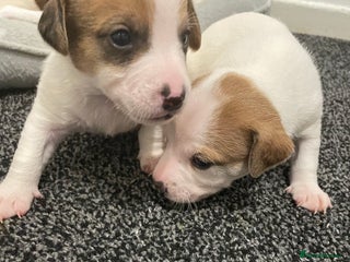 Mixed Breed dogs Jack chi puppies - Advert 12