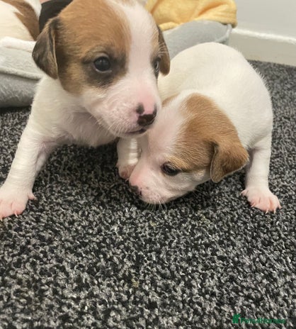 Mixed Breed dogs Jack chi puppies - Advert 11