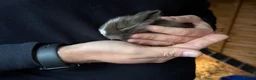 Mixed Breed rabbits for sale: 7 Gorgeous Lionhead Mix Baby Rabbits in Leighton Buzzard - Advert 3
