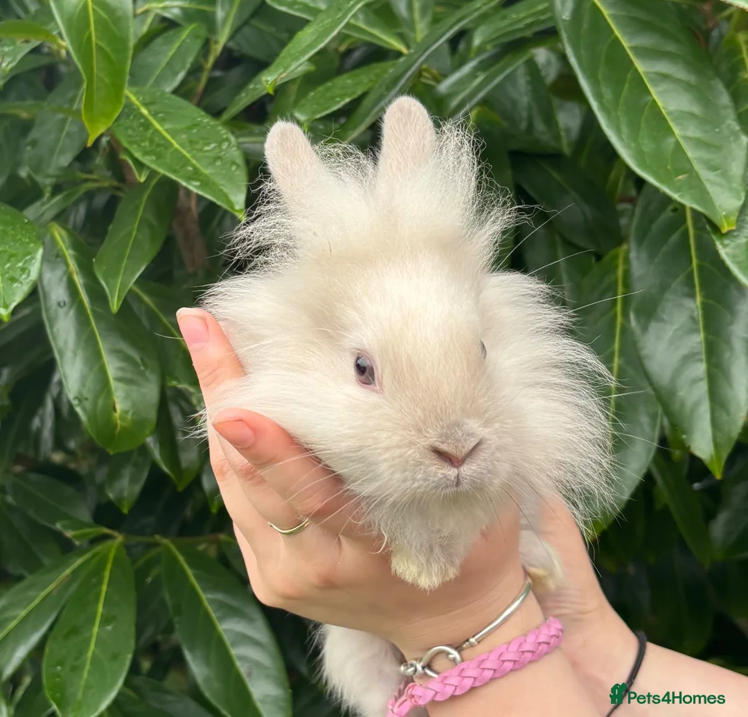 Lionhead rabbits for sale: Last Lionhead Baby - Advert 2