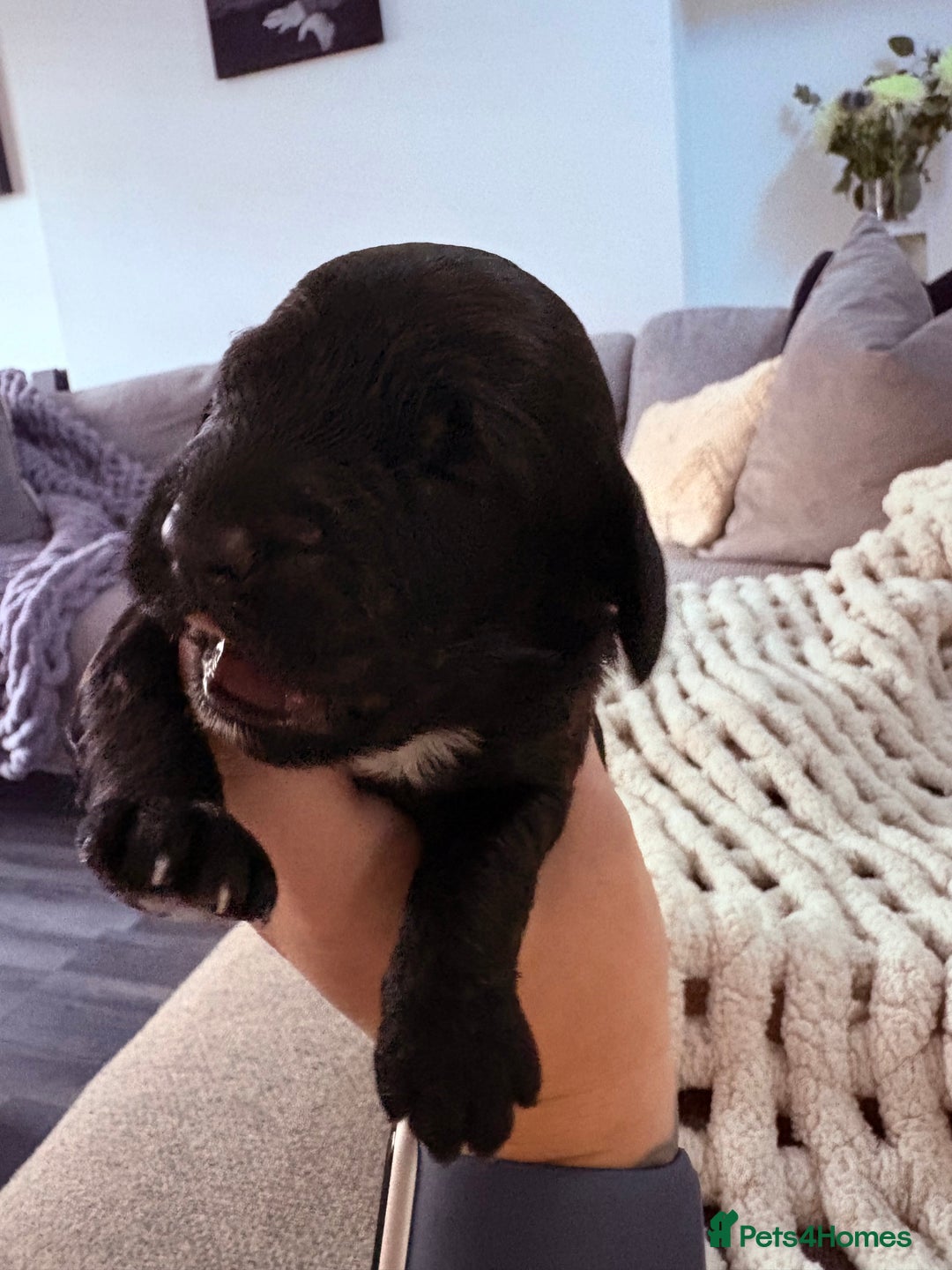 Sproodle dogs for sale: F2 Sproodle Puppies - Image 4