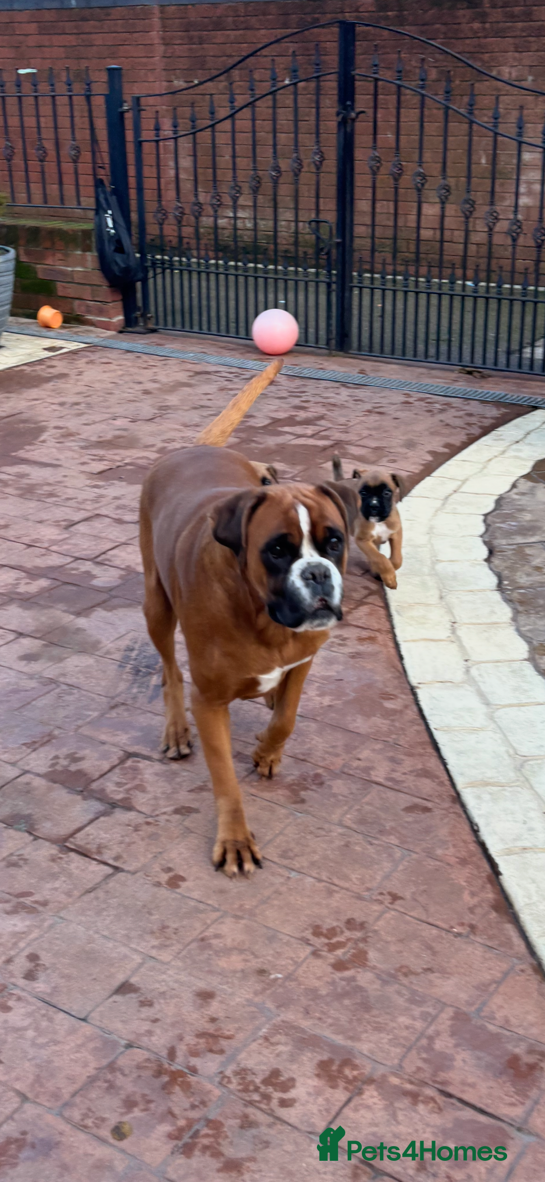 Boxer dogs for sale: Boxer pups  - Advert 12