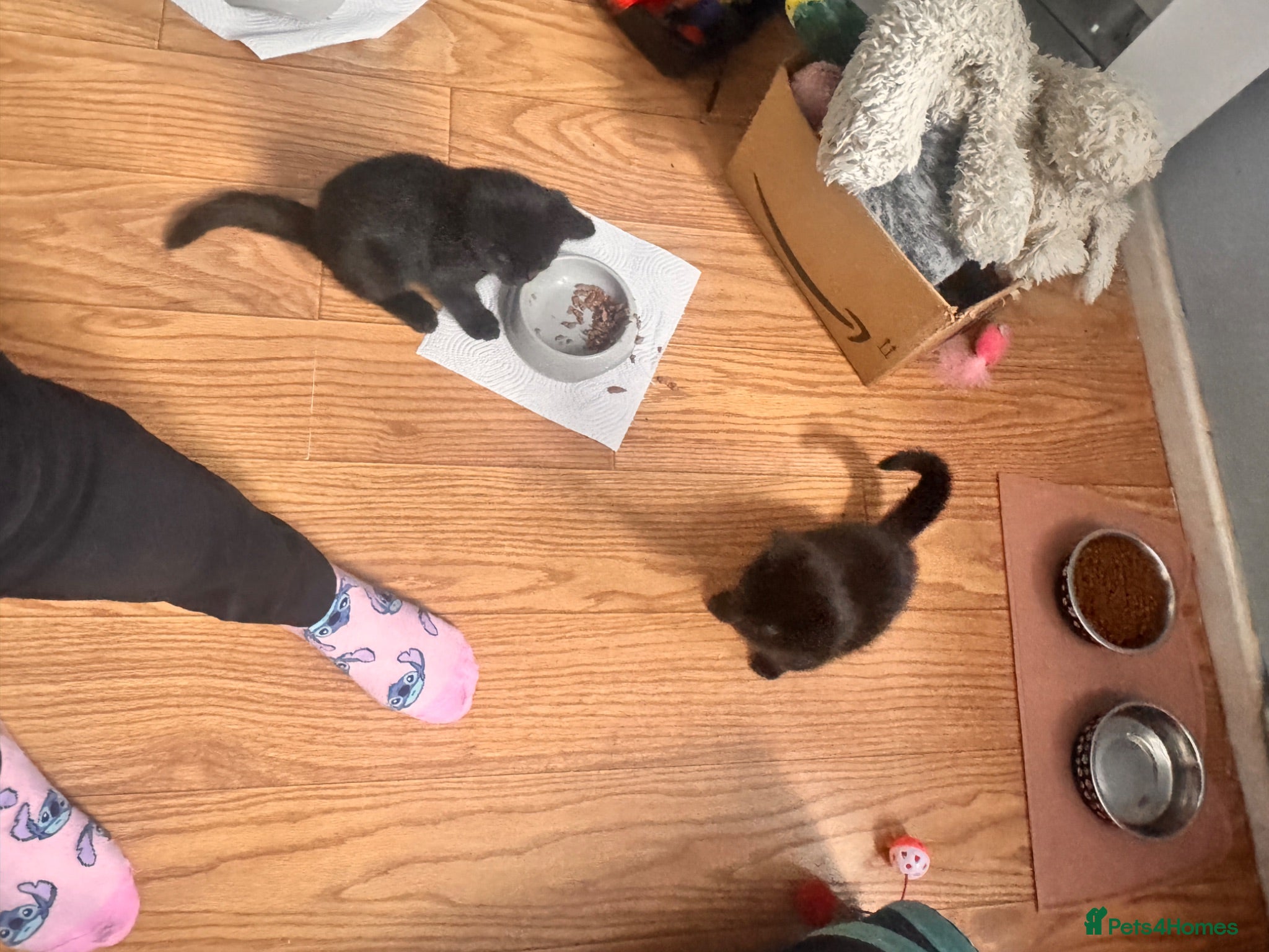 British Shorthair cats 2 kittens for sale - Advert 1
