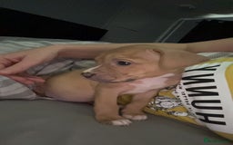 American Bully dogs for sale: Female American bully  - Image 27