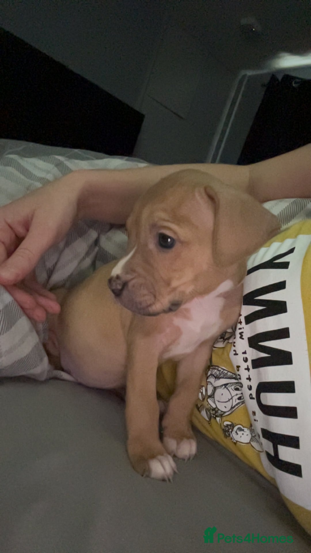 American Bully dogs for sale: Female American bully  - Image 27