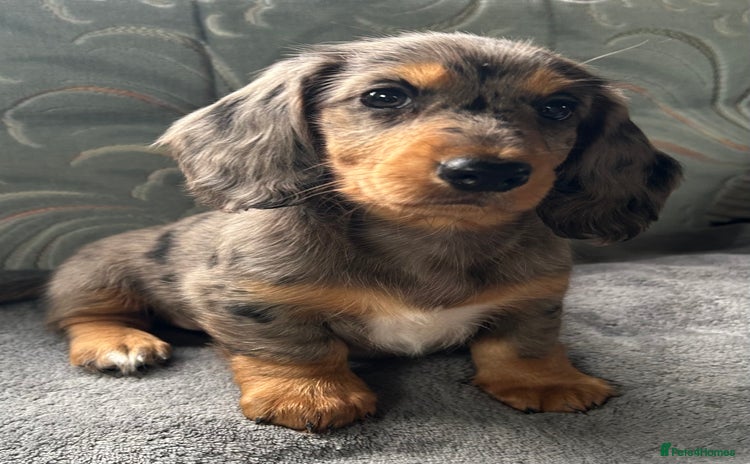 Dachshund dogs - Advert 10