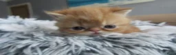 Exotic cats for sale: Lovely exotic kittens - Advert 8