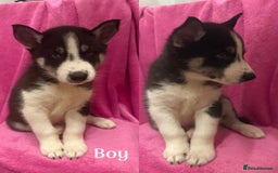 Siberian Husky dogs for sale: Siberian Husky Puppies for Sale - Image 7