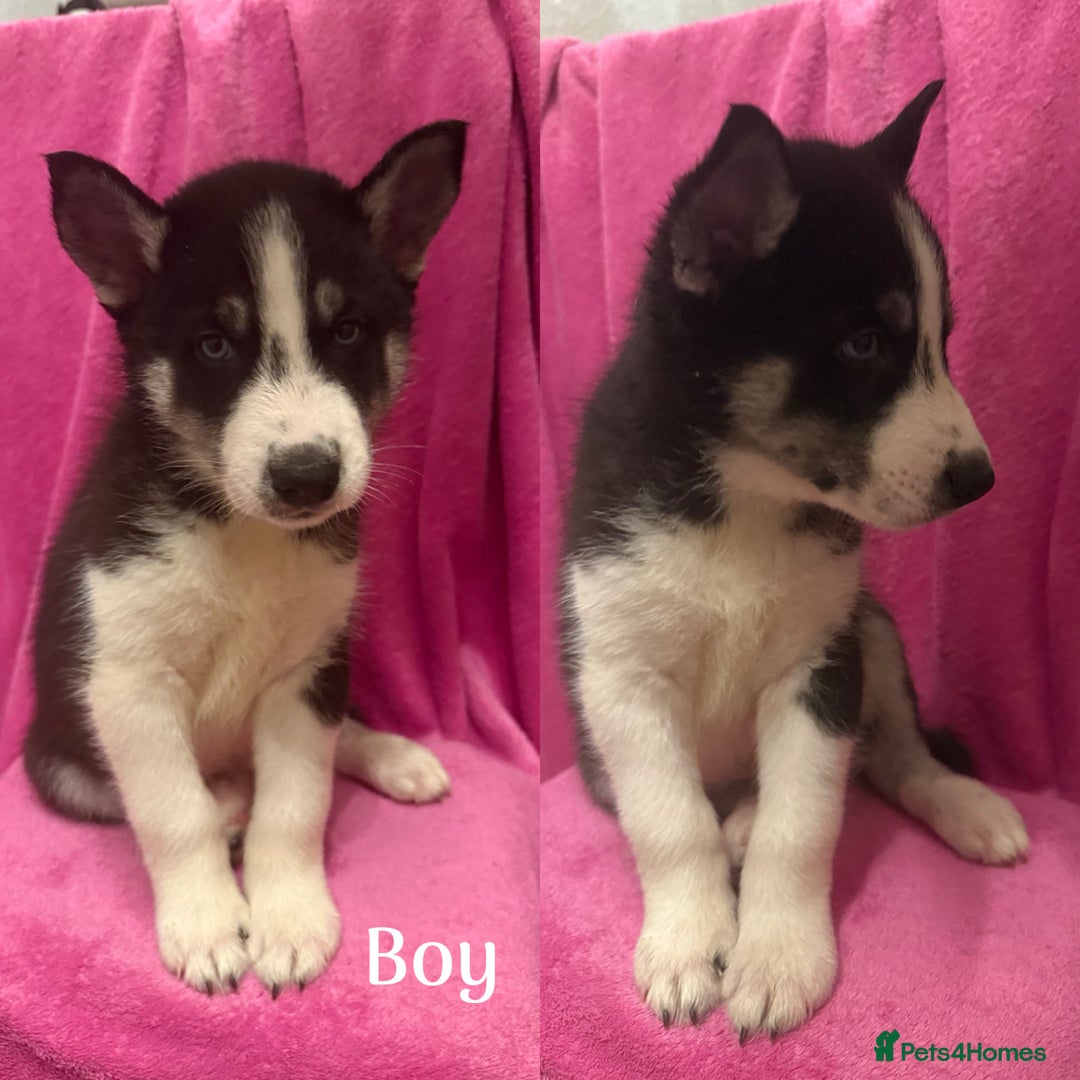 Siberian Husky dogs for sale: Siberian Husky Puppies for Sale - Image 7