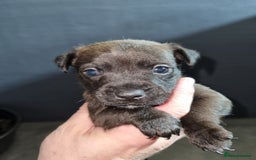 Patterdale Terrier dogs for sale: PATTERDALE PUPS FOR SALE (Nutall lines) - Image 5