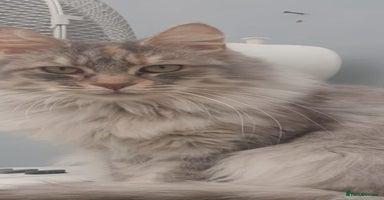 Maine Coon cats - Advert 4