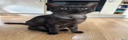 Mixed Breed cats for sale: Gorgeous Siblings Looking for Their Forever Homes - Advert 16