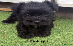 Schnoodle dogs for sale: Stunning litter of Schnoodle pups - Image 16
