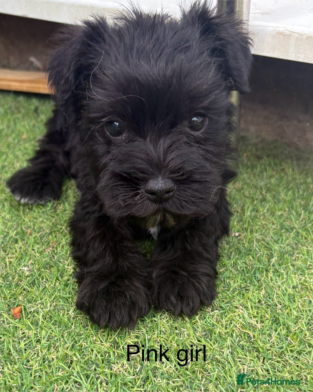 Schnoodle dogs for sale: Stunning litter of Schnoodle pups - Image 16