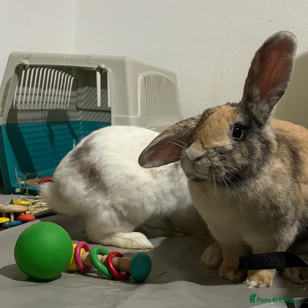 Mixed Breed rabbits for sale: 2 Girl rabbits for sale - need rehoming ASAP - Advert 3