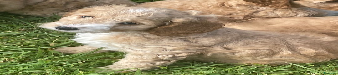 Cockapoo Puppy 1