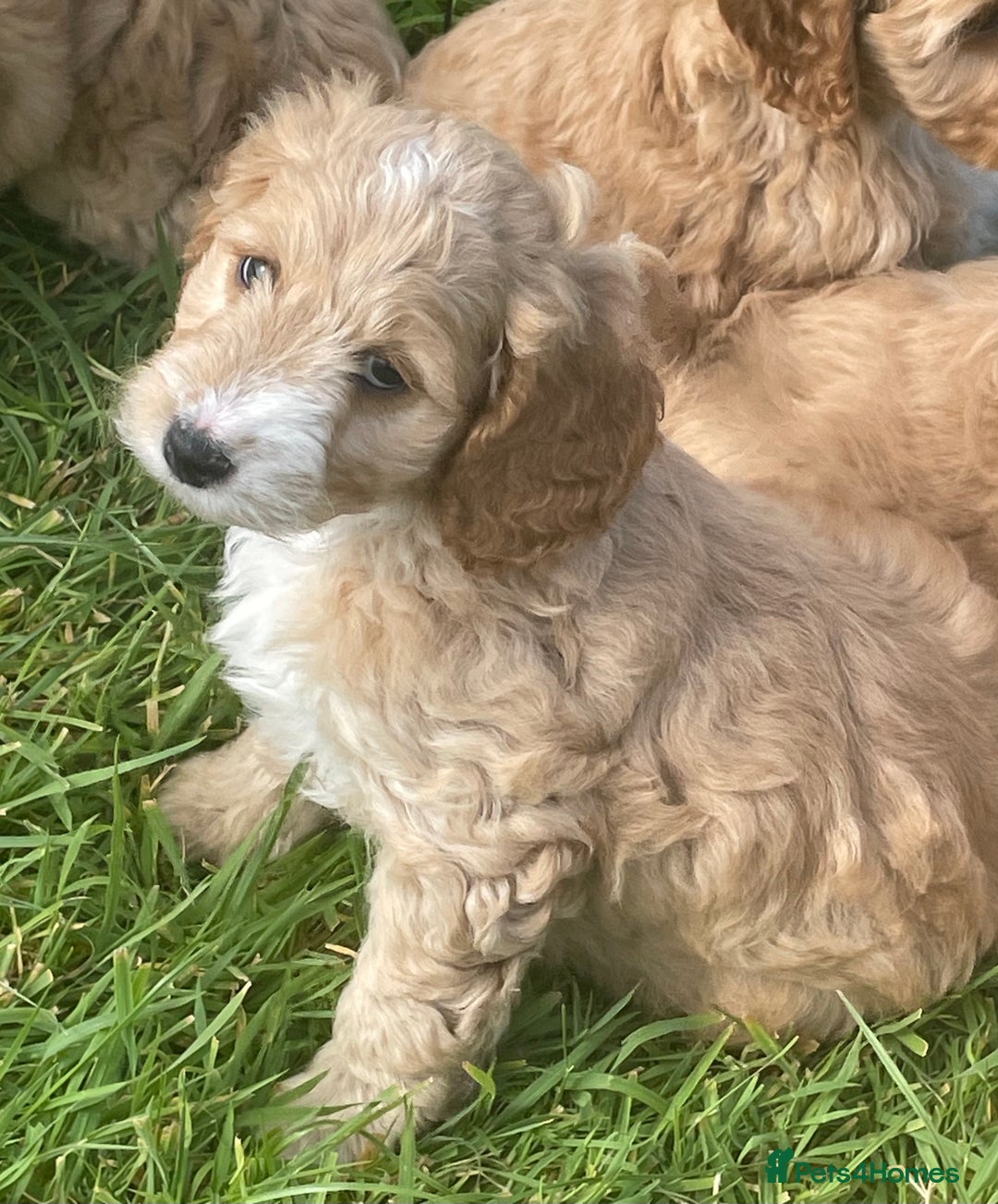 Cockapoo dogs for sale: Health Tested parents Cockapoo puppies - Image 11
