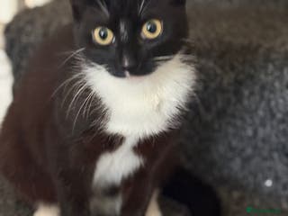 Mixed Breed cats Mix breed girl kitten - Advert 1