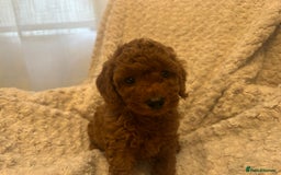 Toy Poodle dogs for sale: 🤎Toy poodles🤎 - Image 9