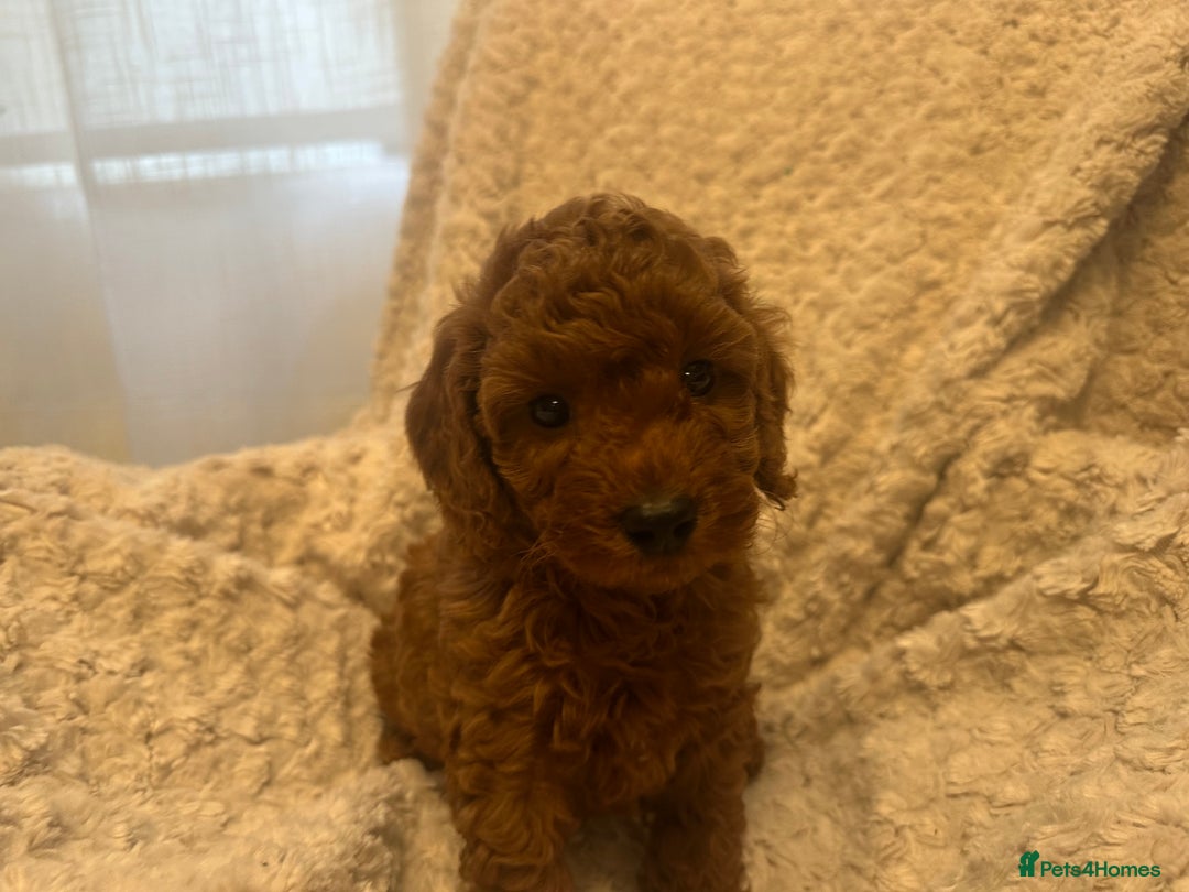 Toy Poodle dogs for sale: 🤎Toy poodles🤎 - Image 9