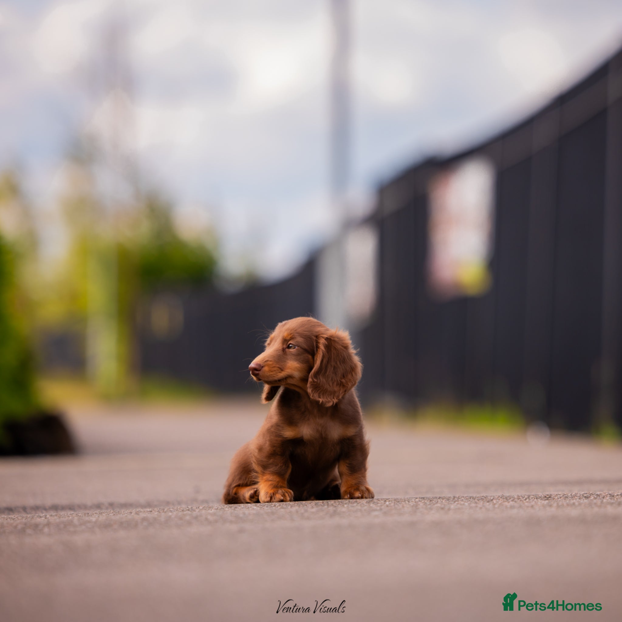Miniature Dachshund dogs for sale: Long Haired Miniature Dachshund-Isabella&Chocolate - Advert 5