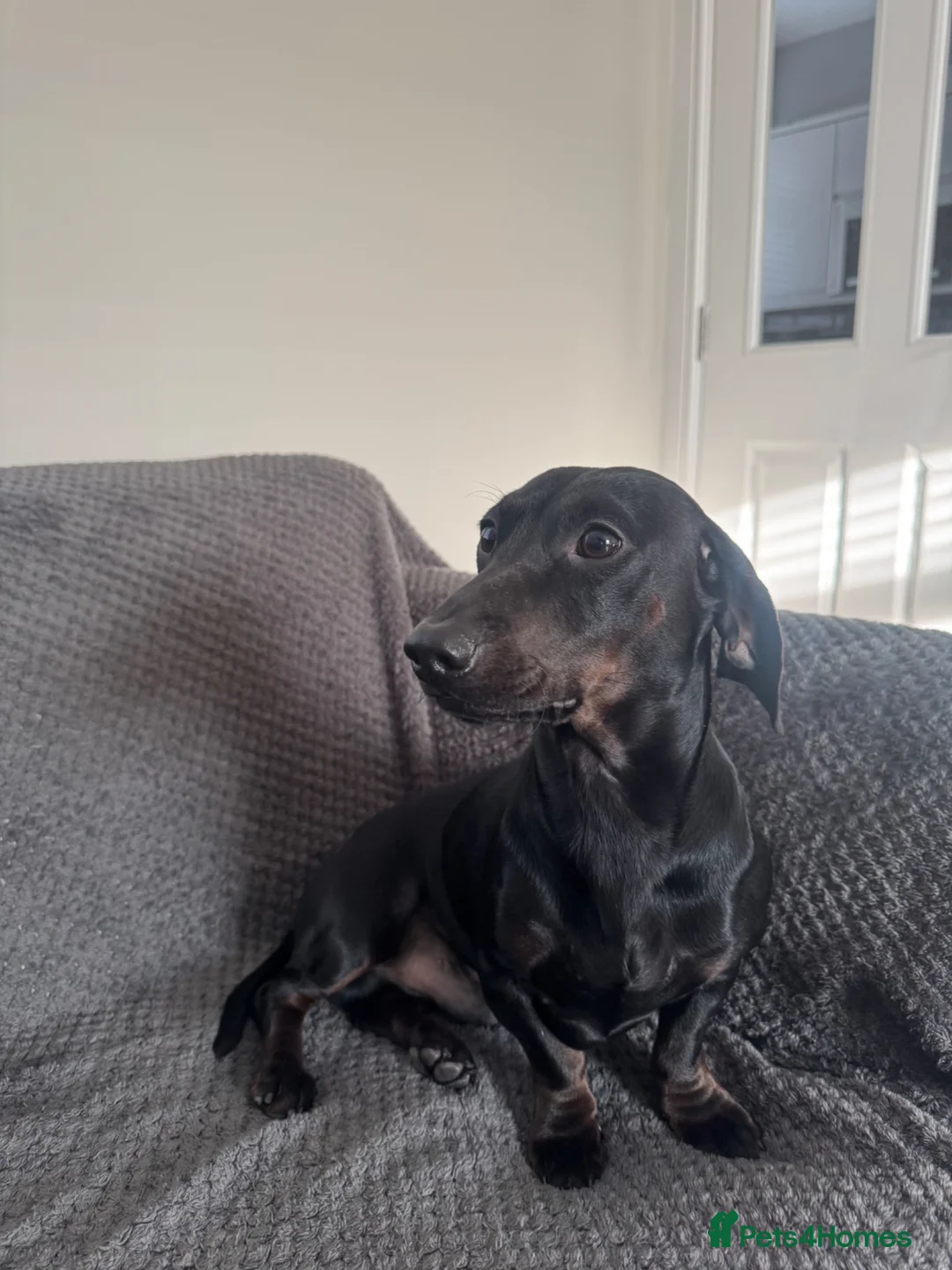 Dachshund dogs for sale: Tri boy in Dumfries - Advert 4
