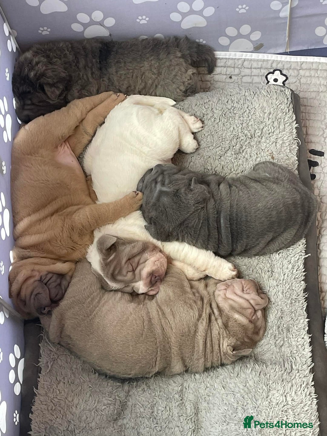 Shar Pei dogs for sale: 4 Shar pei puppies for sale - Advert 12