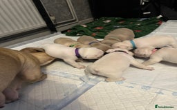 French Bulldog dogs for sale: French bulldog  - Image 6