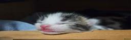 Mixed Breed cats for sale: 2 male kittens  - Advert 13