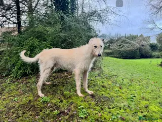 Bedlington Terrier dogs Bedlington Terrier - Advert 5