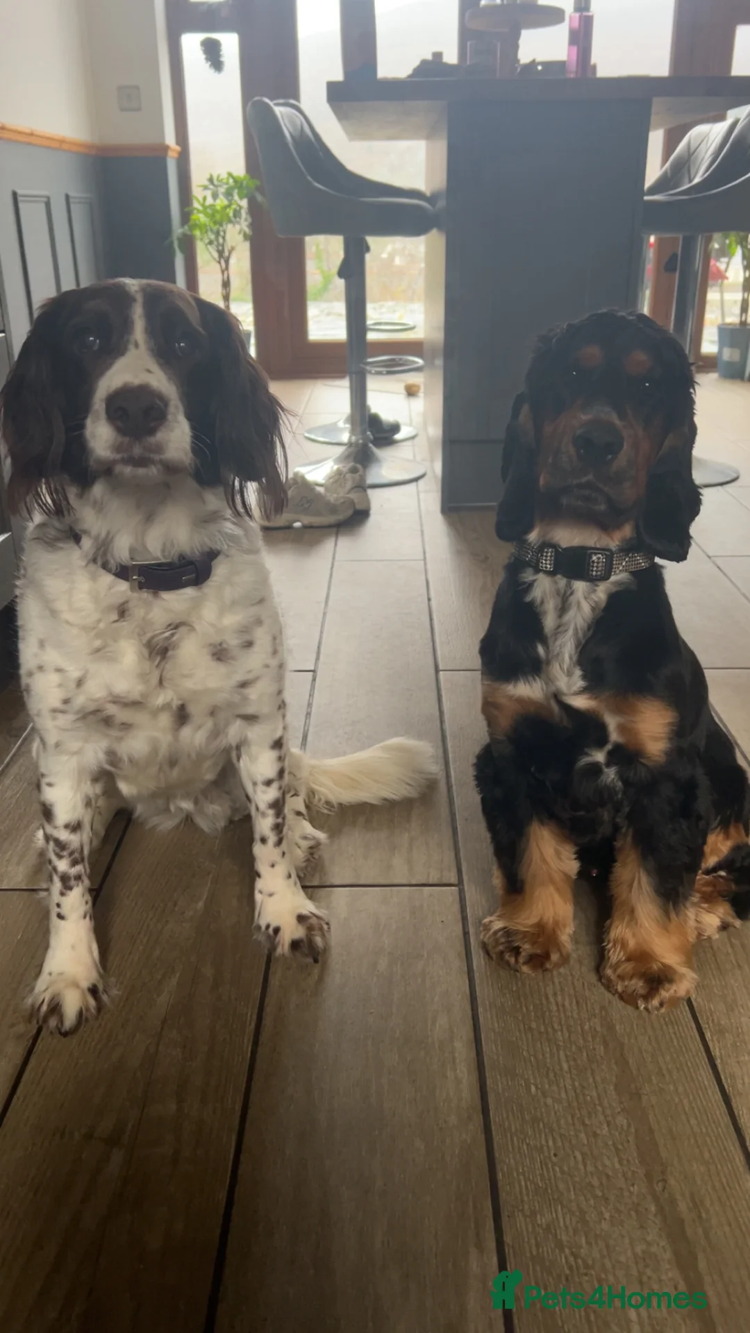 Cocker Spaniel dogs for sale: Rolo 1 year old cocker spaniel in Neath - Advert 2