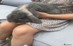 English Lop rabbits for sale: Flop eared male rabbit - Image 4