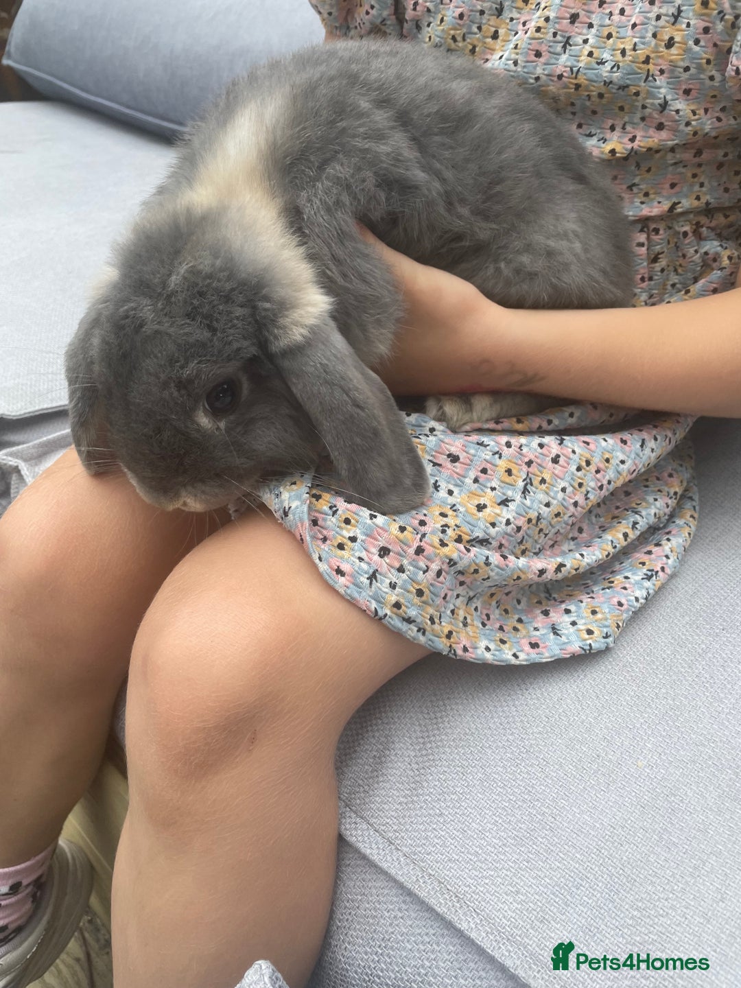 English Lop rabbits for sale: Flop eared male rabbit - Image 4