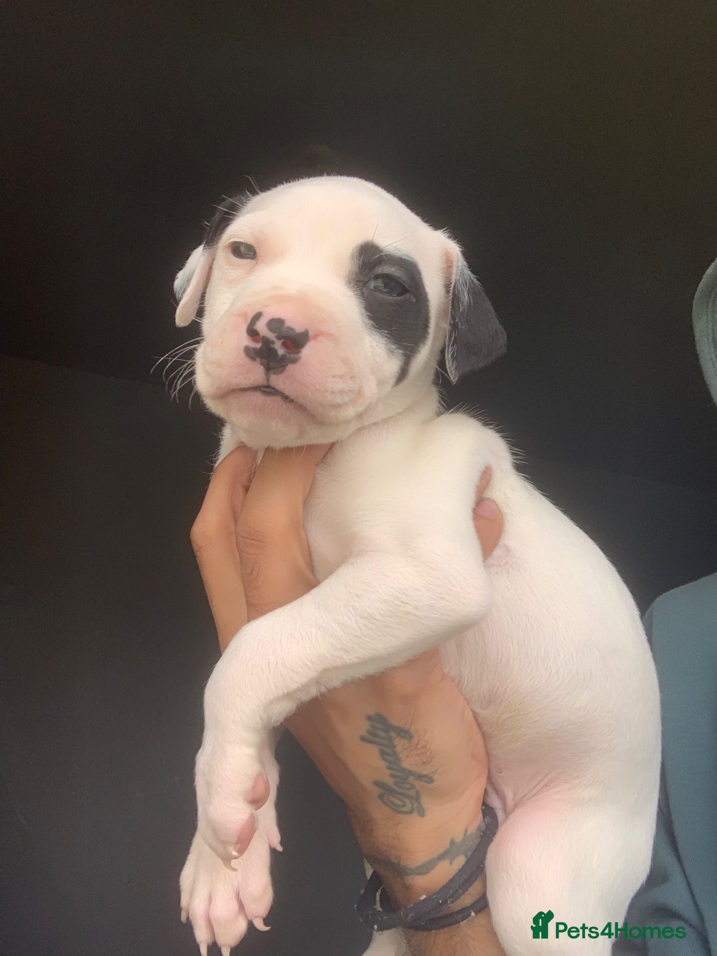 Mixed Breed dogs Staffy x puppies  - Advert 12