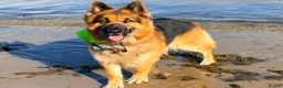 German Shepherd dogs for sale: German Shepherd Puppies in Northwich - Advert 13