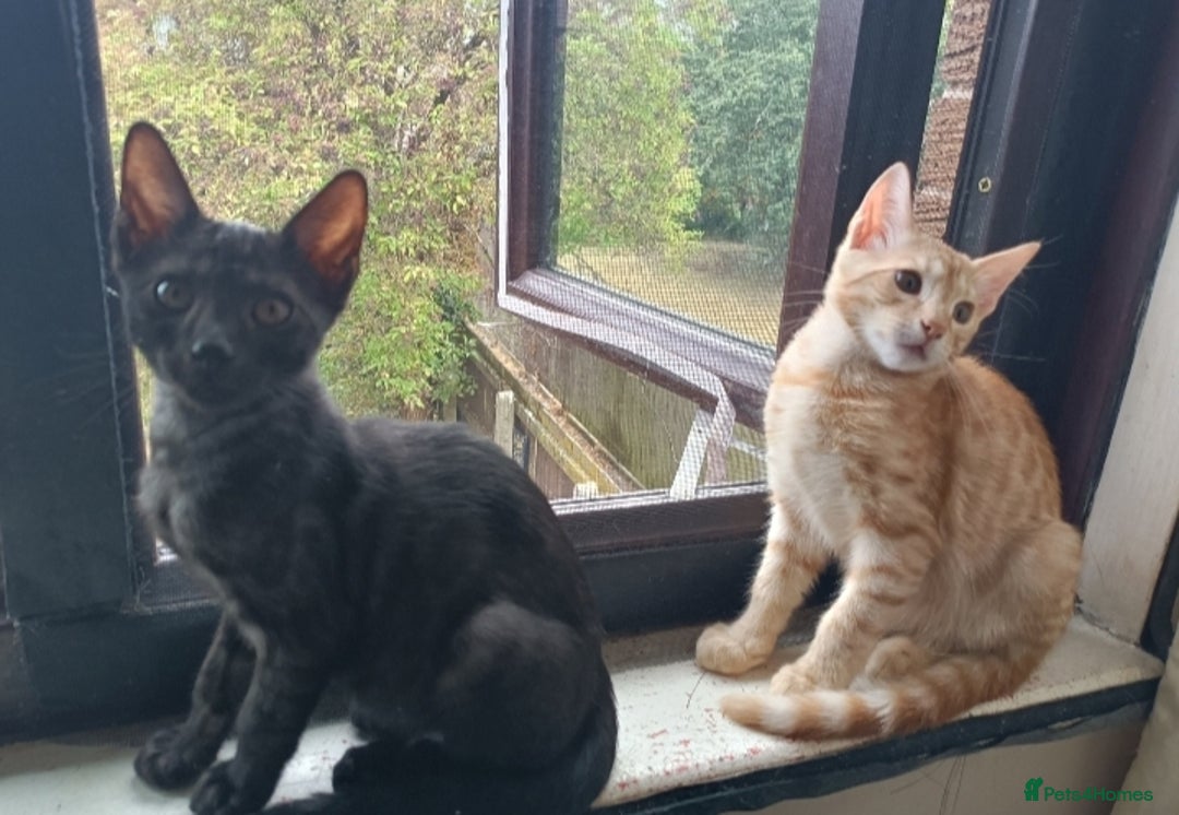 Bengal cats for sale: Bedazzled Early Generation Bengal kittens  - Image 25