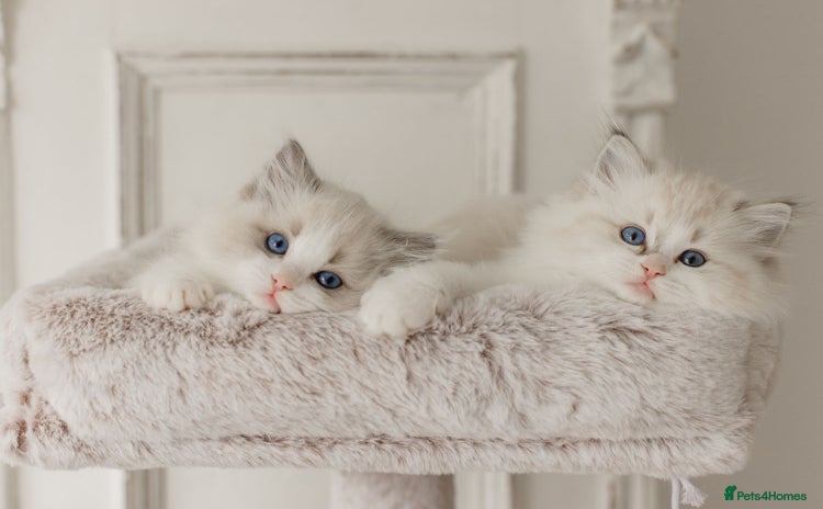 Ragdoll cats Amazing Ragdoll kittens - Advert 16