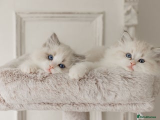 Ragdoll cats Amazing Ragdoll kittens - Advert 4