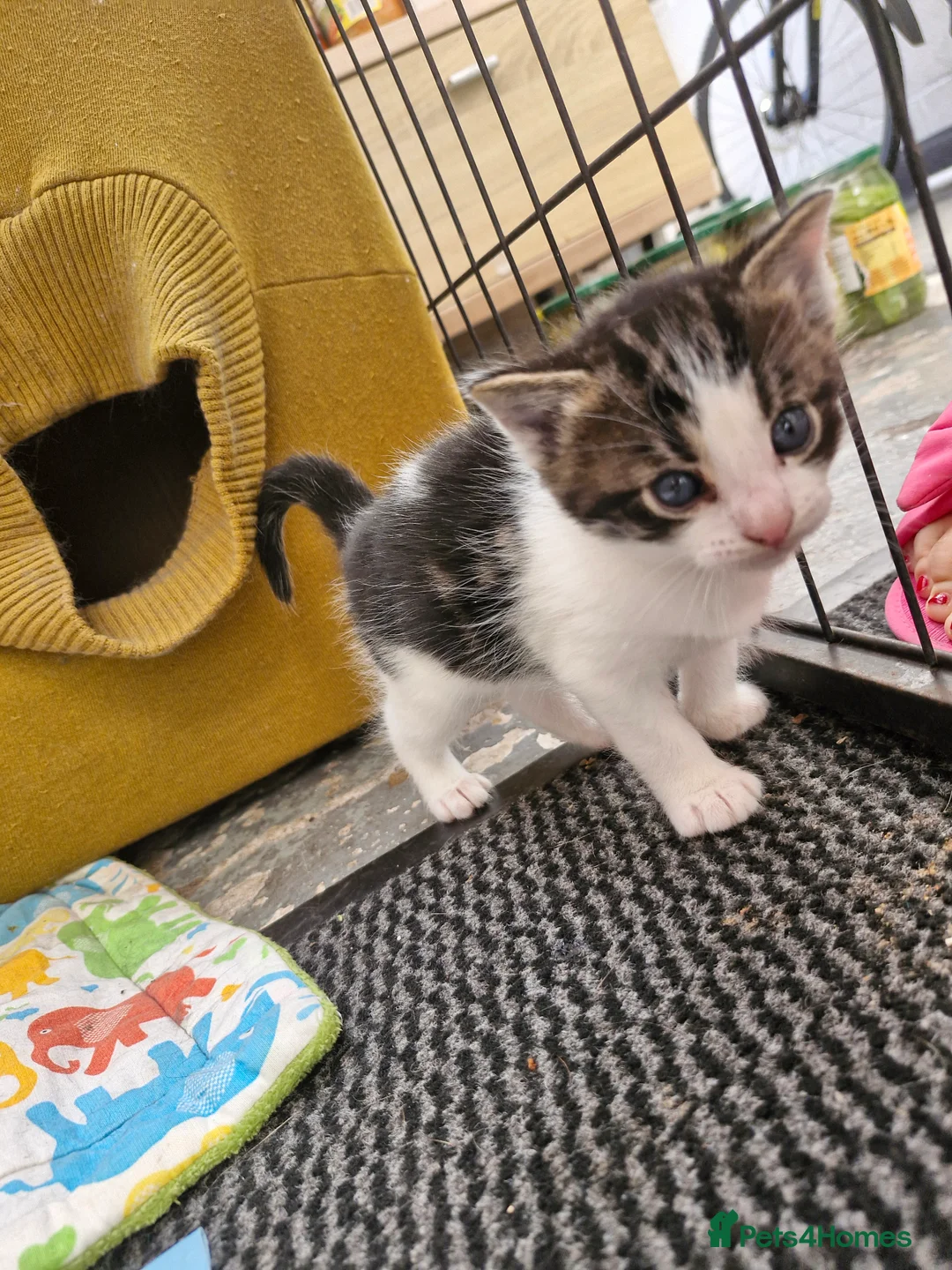 Mixed Breed cats for sale: Cats For Sale - Advert 2