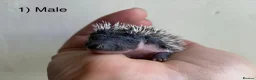 Pygmy Hedgehog rodents for sale: Male hoglets for sale! - Advert 1