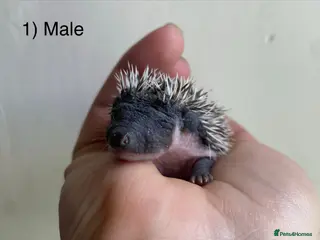 Pygmy Hedgehog rodents Male hoglets for sale! - Advert 5