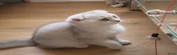 Scottish Fold cats for sale: Scottish fold girl  - Advert 4
