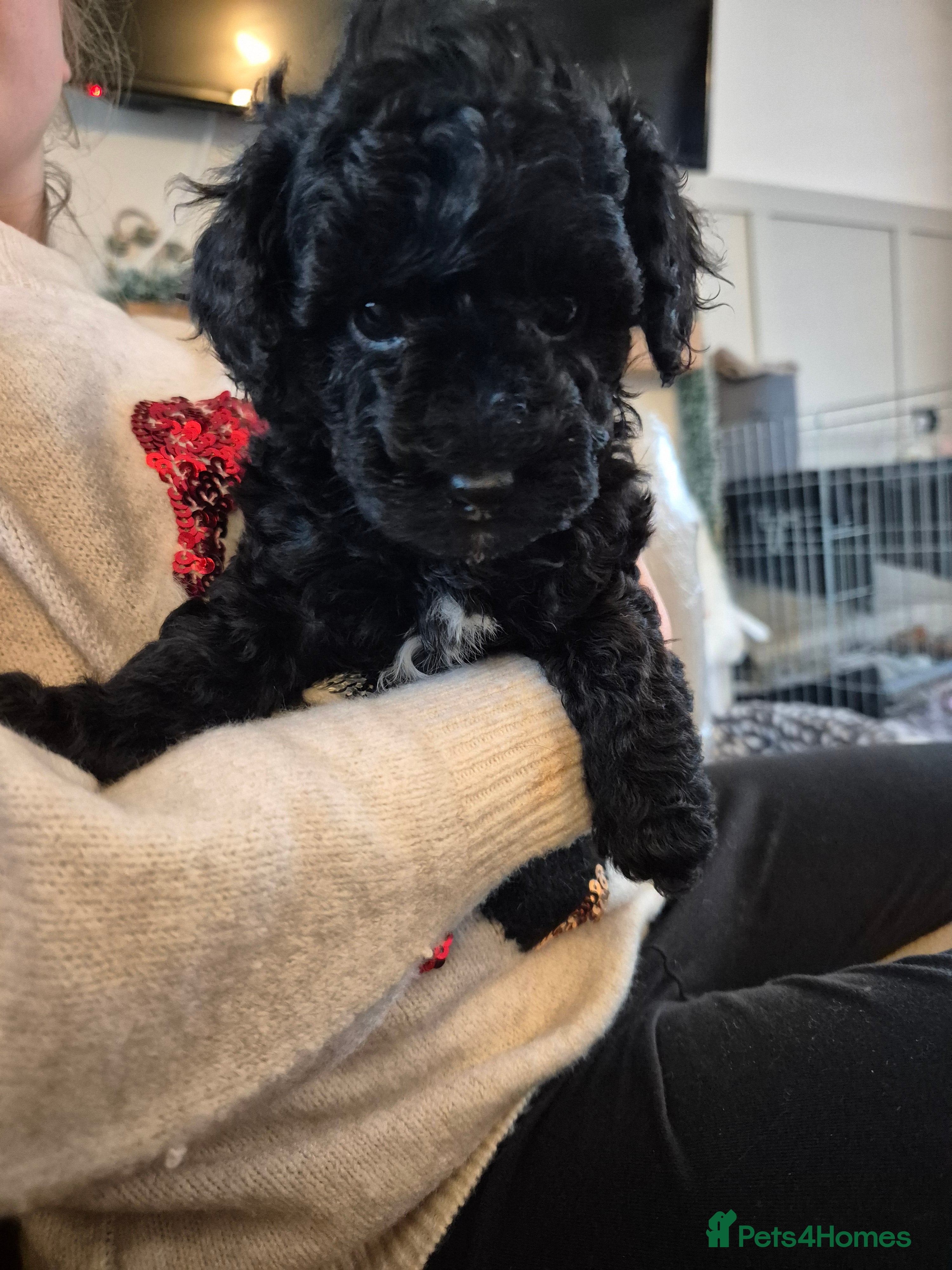 Miniature Poodle dogs All have been reserved! miniature poodle left - Advert 1
