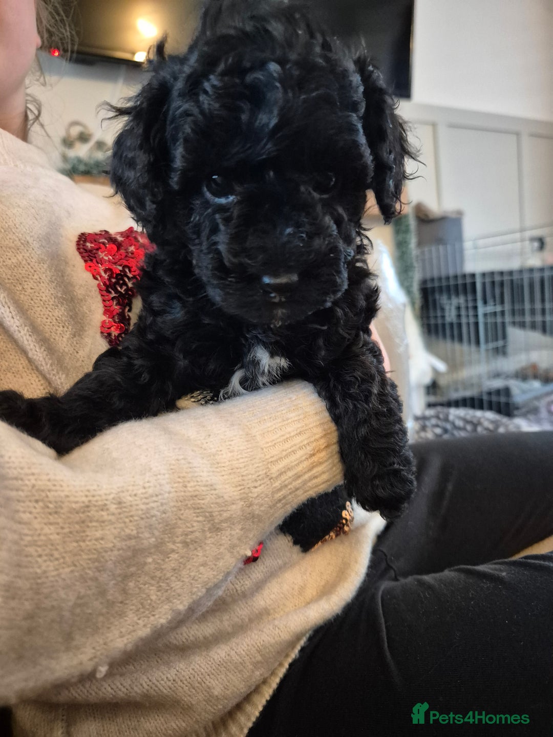 Miniature Poodle dogs for sale: All have been reserved! miniature poodle left - Advert 1